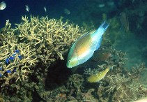 Image of Scarus ghobban (Blue-barred parrotfish)