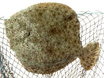 Image of Scophthalmus maximus (Turbot)