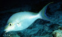 Image of Scolopsis monogramma (Monogrammed monocle bream)