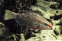 Image of Scarus prasiognathos (Singapore parrotfish)