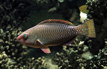 Image of Scarus prasiognathos (Singapore parrotfish)