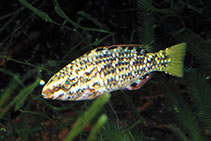 Image of Scarus prasiognathos (Singapore parrotfish)