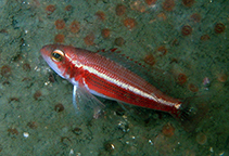 Image of Serranus aliceae 