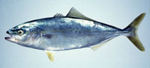 Image of Seriola quinqueradiata (Japanese amberjack)