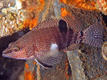 Image of Serranus subligarius (Belted sandfish)