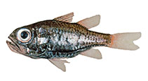 Image of Siphamia fraseri 