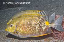 Image of Siganus guttatus (Orange-spotted spinefoot)