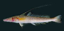 Image of Sillaginopsis panijus (Flathead sillago)