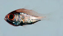 Image of Siphamia senoui 