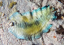 Image of Soleichthys dori 