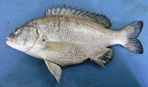 Image of Sparidentex jamalensis (Fanged seabream)