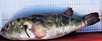 Image of Sphoeroides kendalli (Slick puffer)