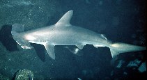 Image of Sphyrna lewini (Scalloped hammerhead)