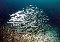 Image of Sphyraena putnamae (Sawtooth barracuda)