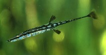 Image of Spinachia spinachia (Sea stickleback)