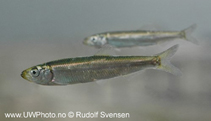 Image of Sprattus sprattus (European sprat)