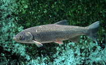 Image of Squalius cephalus (Chub)