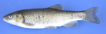 Image of Squalius cii (European chub)