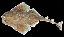 Image of Squatina mapama (Small-crested angelshark)