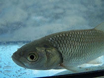 Image of Squalius vardarensis 