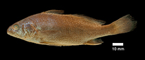 Image of Stellifer menezesi (Brazilian stardrum)