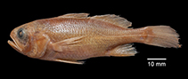 Image of Stellifer musicki (Bigeye stardrum)