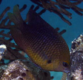 Image of Stegastes planifrons (Threespot damselfish)