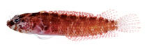 Image of Starksia robertsoni (Panama blackcheek shy blenny)