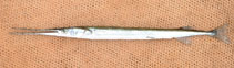 Image of Strongylura senegalensis (Senegal needlefish)