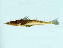 Image of Suggrundus macracanthus (Large-spined flathead)