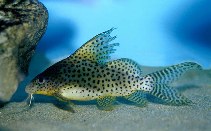 Image of Synodontis eupterus (Featherfin squeaker)