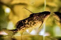 Image of Synodontis koensis 