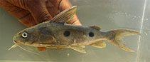 Image of Synodontis notatus (Onespot squeaker)