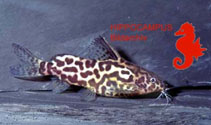 Image of Synodontis schoutedeni 