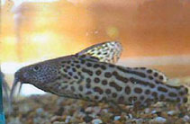 Image of Synodontis waterloti 