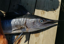 Image of Tetrapturus belone (Mediterranean spearfish)