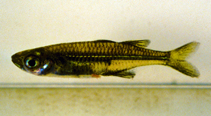 Image of Teramulus waterloti 