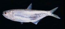 Image of Thryssa hamiltonii (Hamilton\