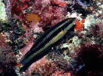 Image of Thalassoma newtoni 