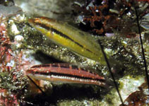 Image of Thalassoma newtoni 