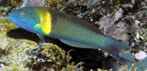 Image of Thalassoma newtoni 