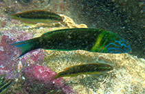 Image of Thalassoma newtoni 