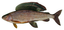 Image of Thymallus tugarinae (lower Amur grayling)