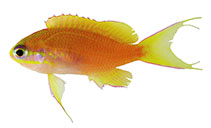 Image of Tosanoides obama (Obama anthias)