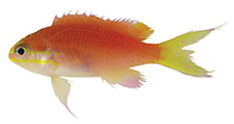 Image of Tosanoides obama (Obama anthias)