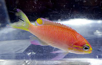 Image of Tosanoides obama (Obama anthias)