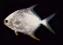 Image of Trachinotus blochii (Snubnose pompano)