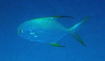 Image of Trachinotus blochii (Snubnose pompano)