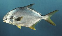 Image of Trachinotus carolinus (Florida pompano)