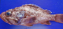 Image of Trachyscorpia cristulata (Atlantic thornyhead)